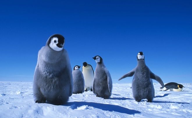 Gordon Petersen quotEmperor penguin chicks at Atka Bay Rookery Weddell Sea